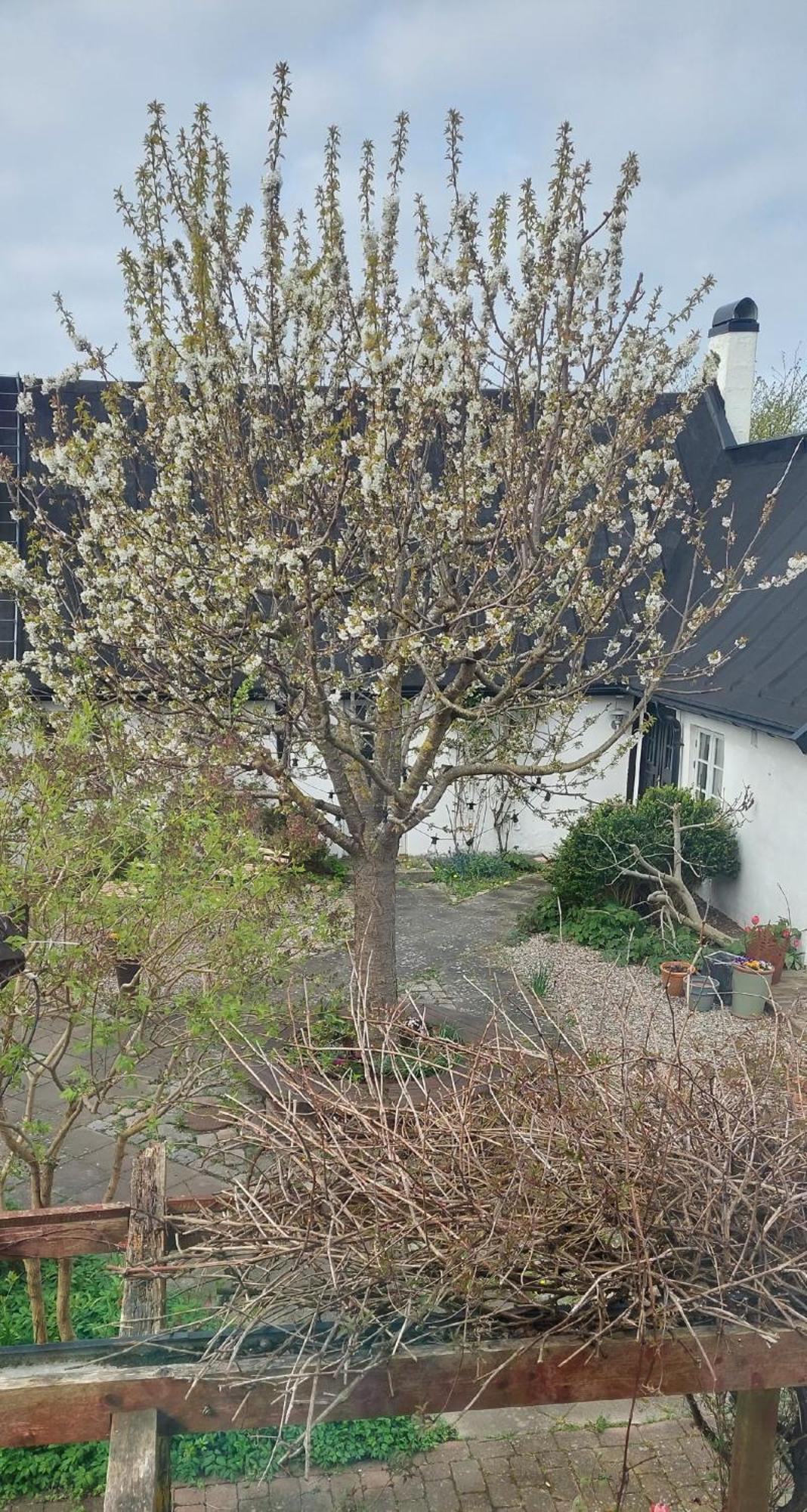 Bjerred B&B Bjärred Exterior photo
